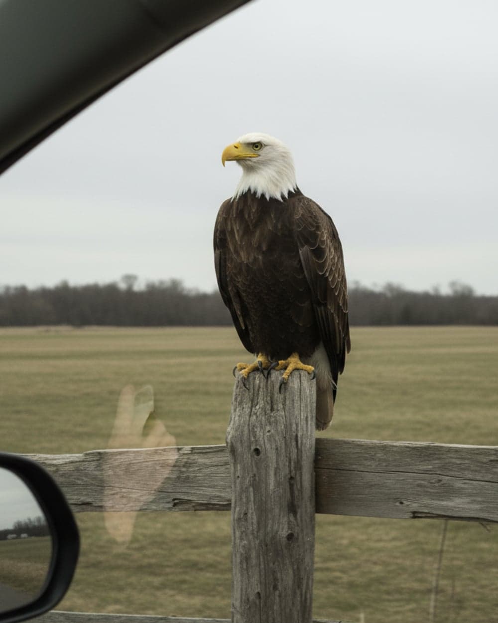 A roadside eagle
