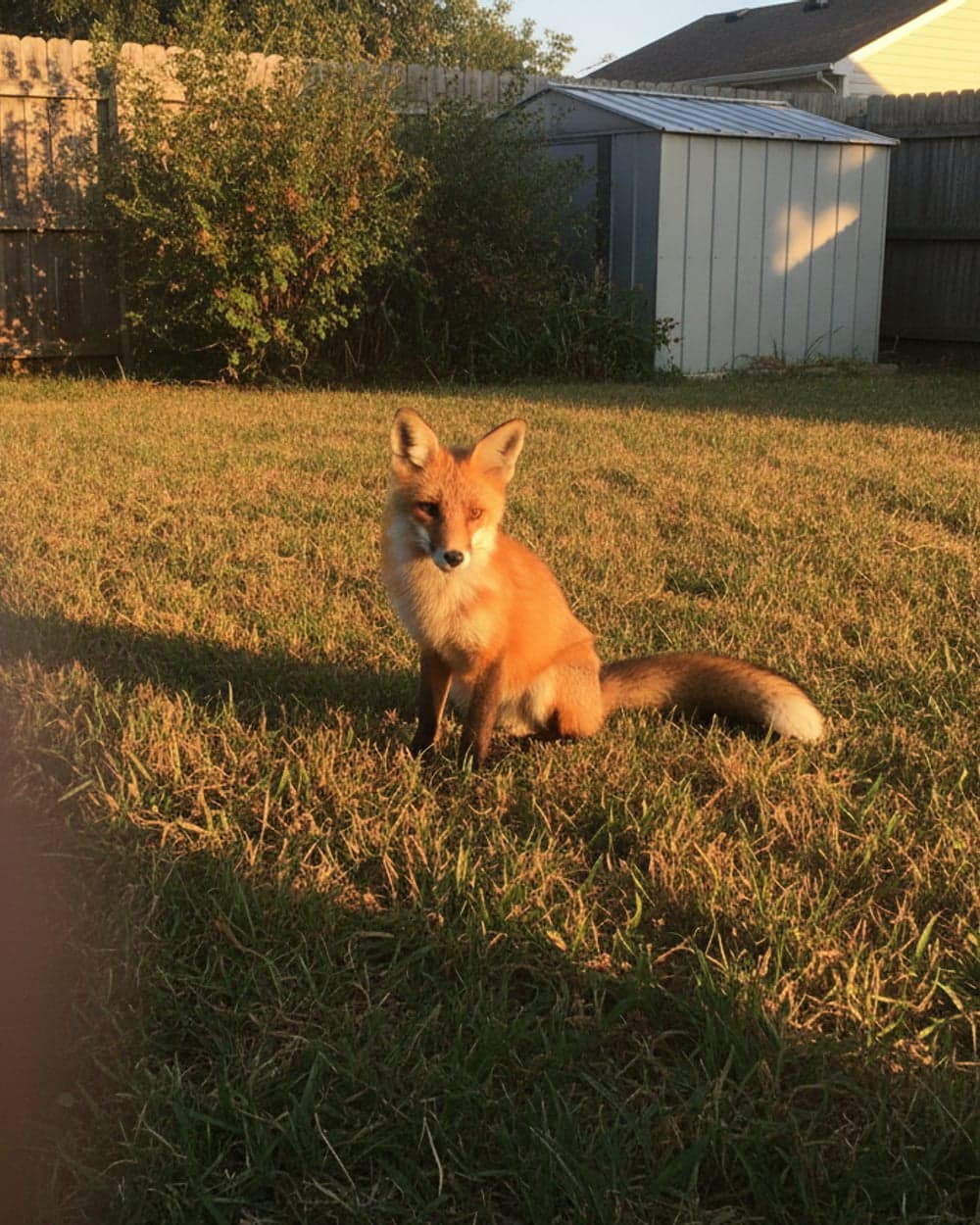 A backyard fox